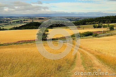 Durhamâ€™s golden corn fields. Stock Photo